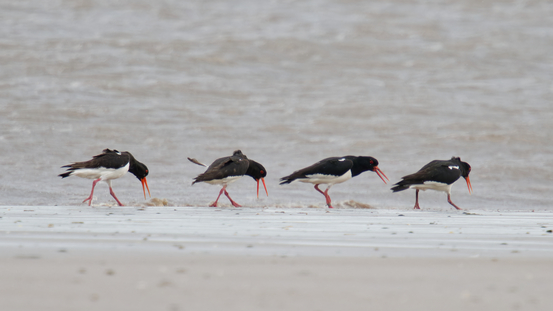 Thumbnail of Oystercatcher